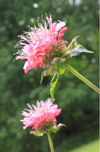 Monarda, pysznogłówka dwoista - mieszanka - 180 nasion