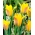 Tulipan Kolpakowskiana - 5 cebulek