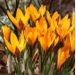 Krokus Angustifolius - 10 cebulek