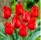 Tulipan Julius Caesar - 5 szt.